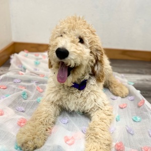 Poodle Puppy Elon