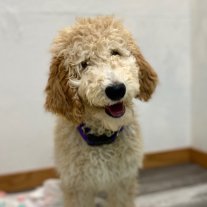 Poodle Puppy Elon