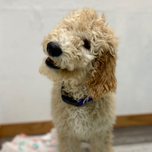 Poodle Puppy Elon