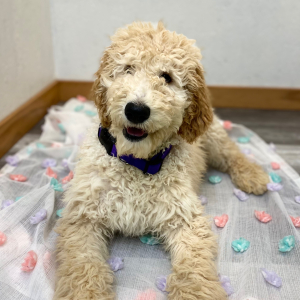 Poodle Puppy Elon