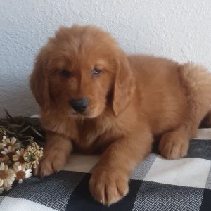 Golden Retriever Puppy Brock