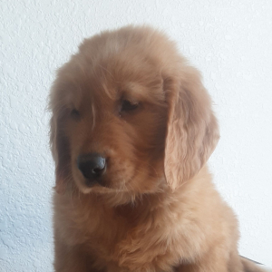 Golden Retriever Puppy Brock
