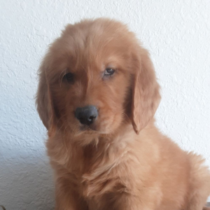 Golden Retriever Puppy Brock
