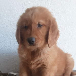 Golden Retriever Puppy Brock