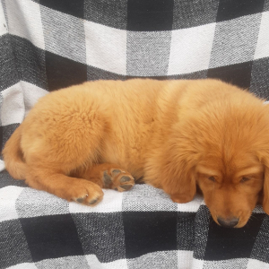 Golden Retriever Puppy Aspen