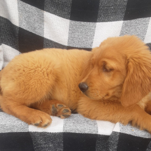 Golden Retriever Puppy Aspen