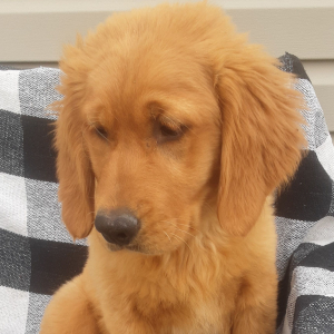 Golden Retriever Puppy Aspen