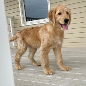 Goldendoodle Puppy Henry