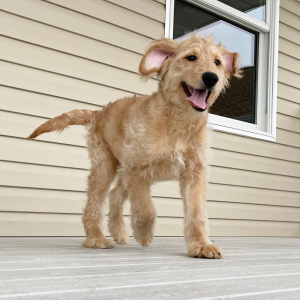 Goldendoodle Puppy Henry