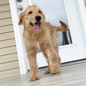 Goldendoodle Puppy Henry