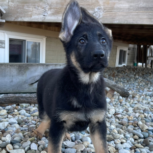German Shepherd Dog Puppy Allison