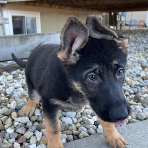 German Shepherd Dog Puppy Allison