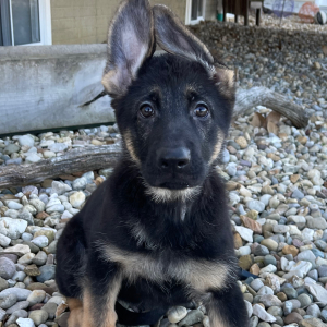 German Shepherd Dog Puppy Allison