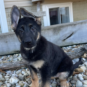 German Shepherd Dog Puppy Allison