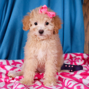 Poodle Puppy Joy