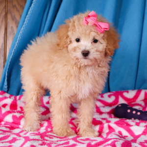 Poodle Puppy Joy