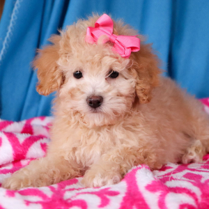 Poodle Puppy Joy