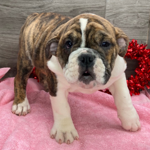Victorian Bulldog Puppy Sage