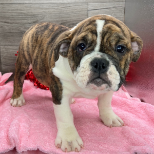Victorian Bulldog Puppy Sage