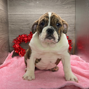 Victorian Bulldog Puppy Sage