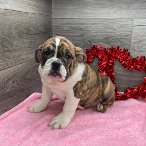 Victorian Bulldog Puppy Sage