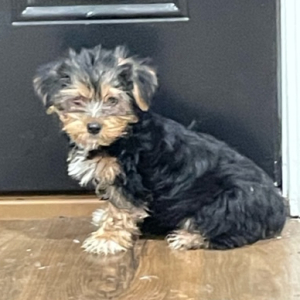 Yorkshire Terrier Puppy Matt