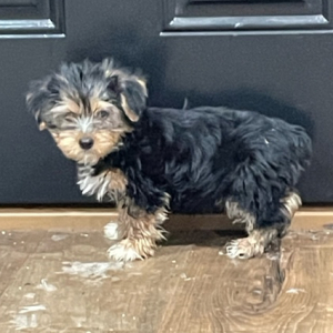 Yorkshire Terrier Puppy Matt