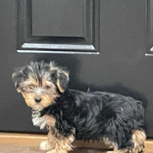 Yorkshire Terrier Puppy Matt