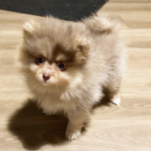 Pomeranian Puppy Jolene