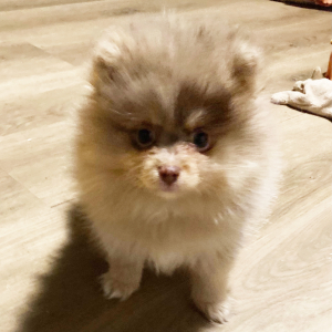 Pomeranian Puppy Jolene