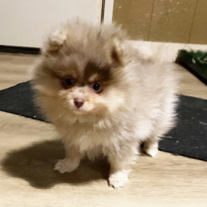 Pomeranian Puppy Jolene