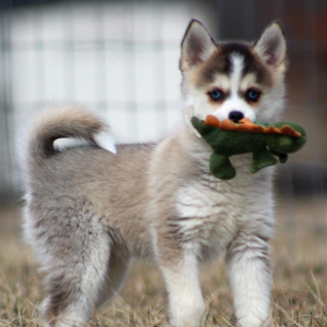 Pomsky Puppy Eowyn