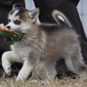 Pomsky Puppy Eowyn