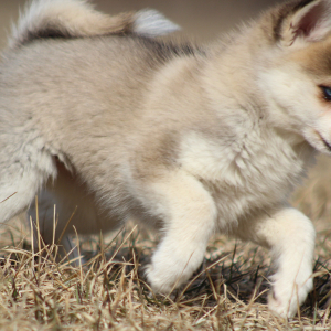 Pomsky Puppy Eowyn