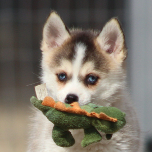 Pomsky Puppy Eowyn