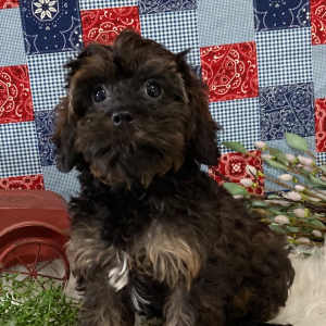 Cavapoo Puppy Franky