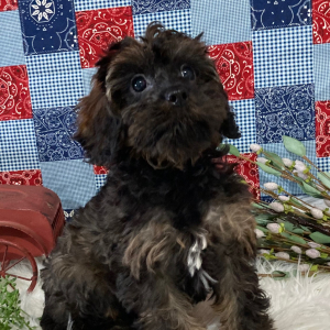 Cavapoo Puppy Franky
