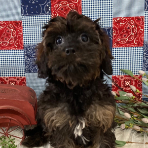Cavapoo Puppy Franky