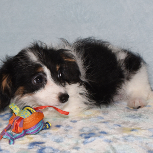 Yorkiepoo Puppy Mandy