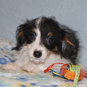 Yorkiepoo Puppy Mandy