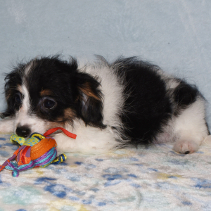 Yorkiepoo Puppy Mandy