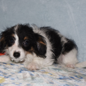 Yorkiepoo Puppy Mandy