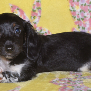 Dachshund Puppy Trisha