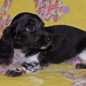 Dachshund Puppy Trisha