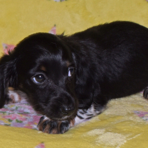 Dachshund Puppy Trisha