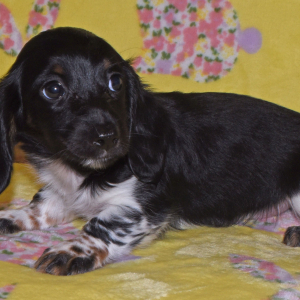 Dachshund Puppy Trisha