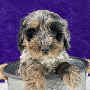 Labradoodle Puppy Leonardo