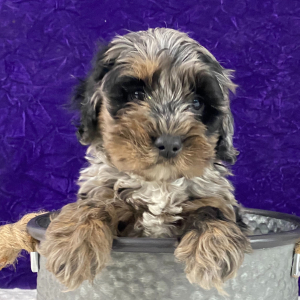 Labradoodle Puppy Leonardo