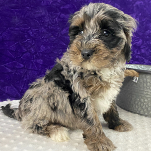 Labradoodle Puppy Leonardo