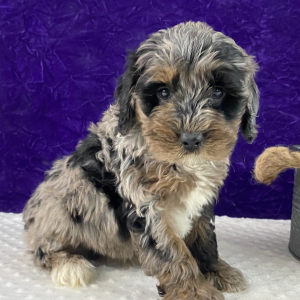 Labradoodle Puppy Leonardo